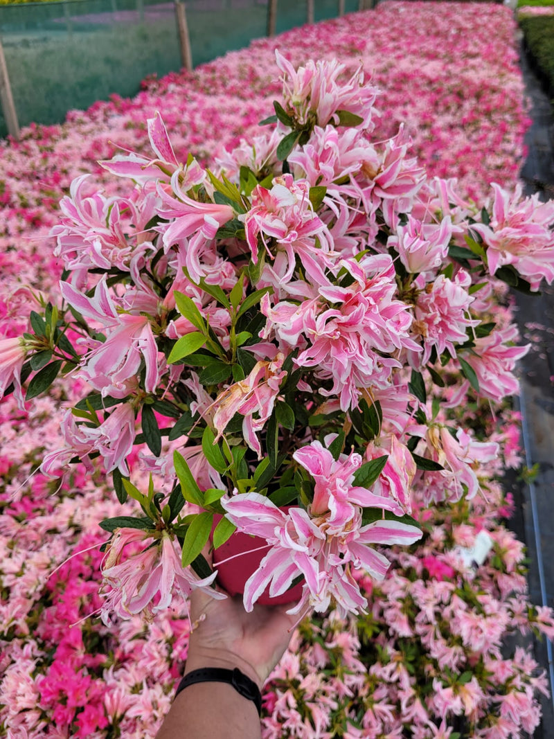 Azalea Japonica &