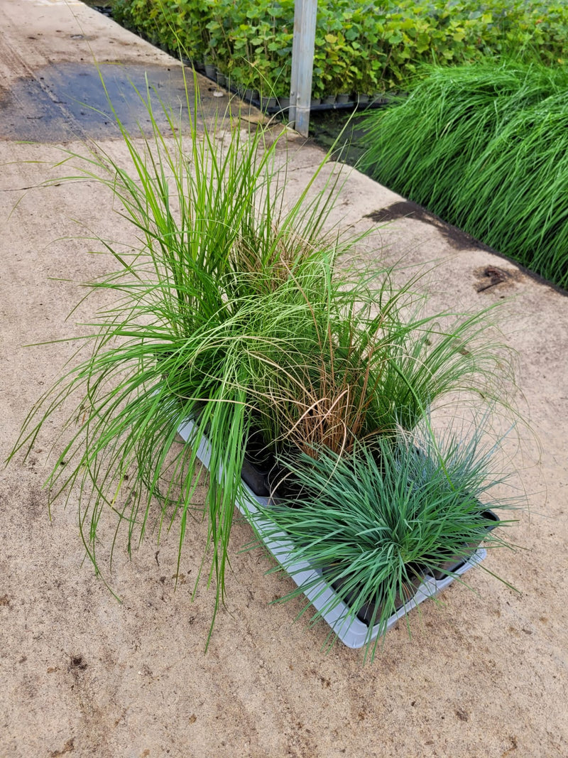 Mixed Ornamental Hardy Grass Collection 10x Potted 13cm Plants