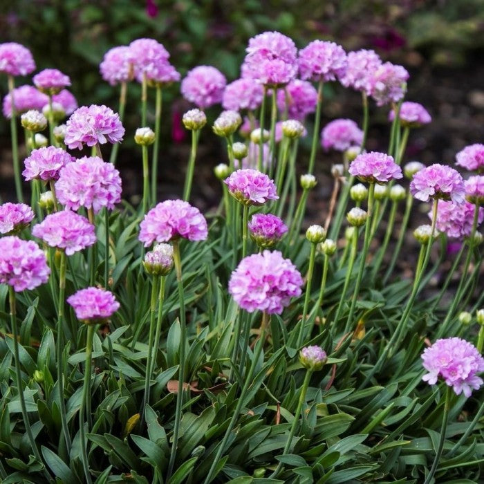 Pink Armeria - 12 10.5cm Plants in Bud & Bloom