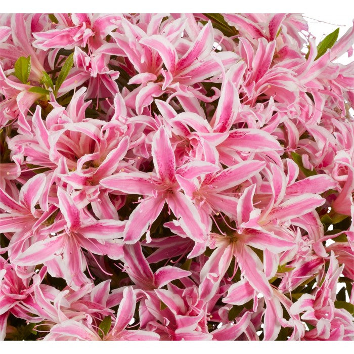 Azalea Japonica &