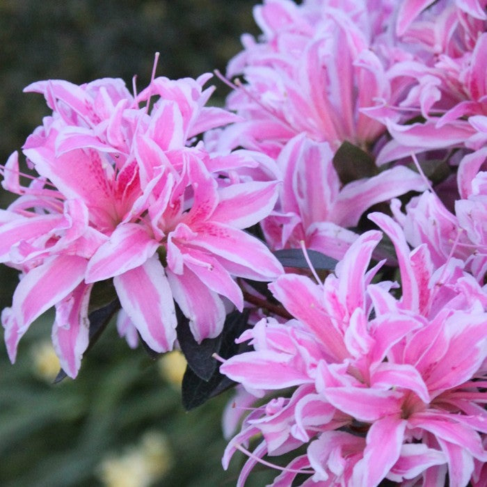 Azalea Japonica &