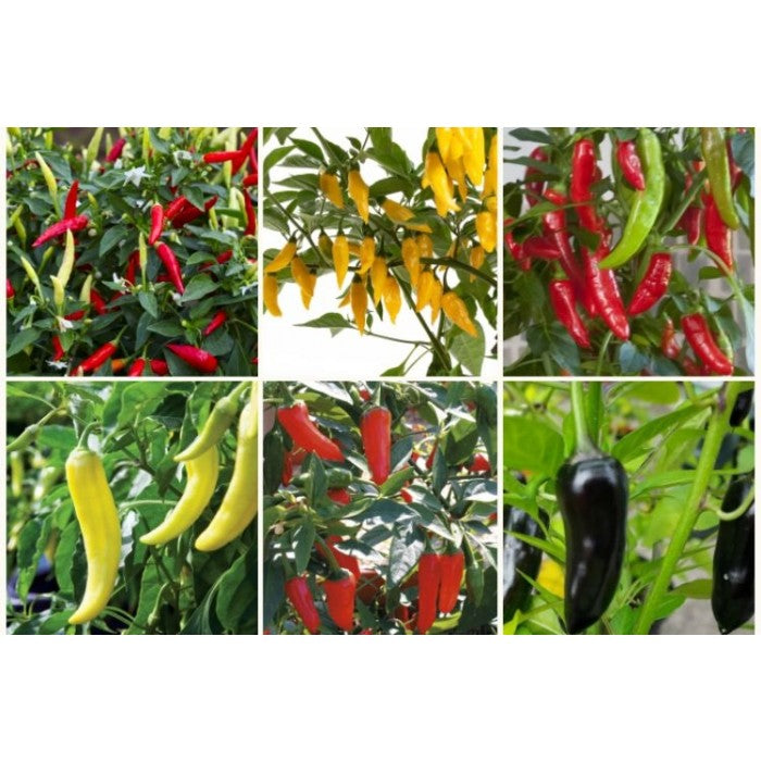 Chilli Pepper Collection - Ideal for windowsill or Balcony