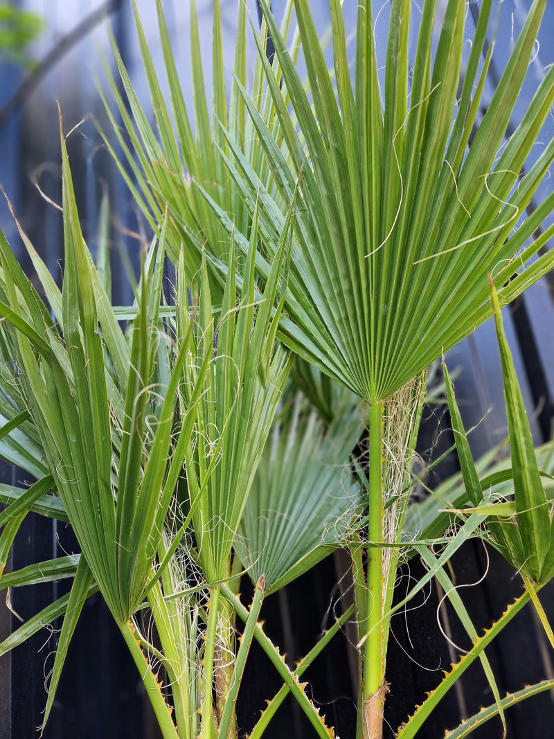 Pair of Giant Hardy Mexican Fan Palm - Washingtonia Robusta, 3-4ft tall