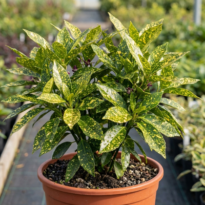 spotted laurel house plant Aucuba Japonica Crotonifolia Spotted Laurel, Hardy Evergreen Garden Sh –  Hope Plants Ltd