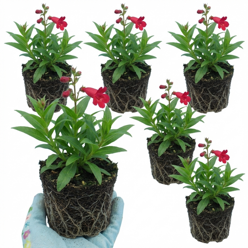 Penstemon Red Hardy Perennial Plants, Bee Friendly Summer Flowering, O ...
