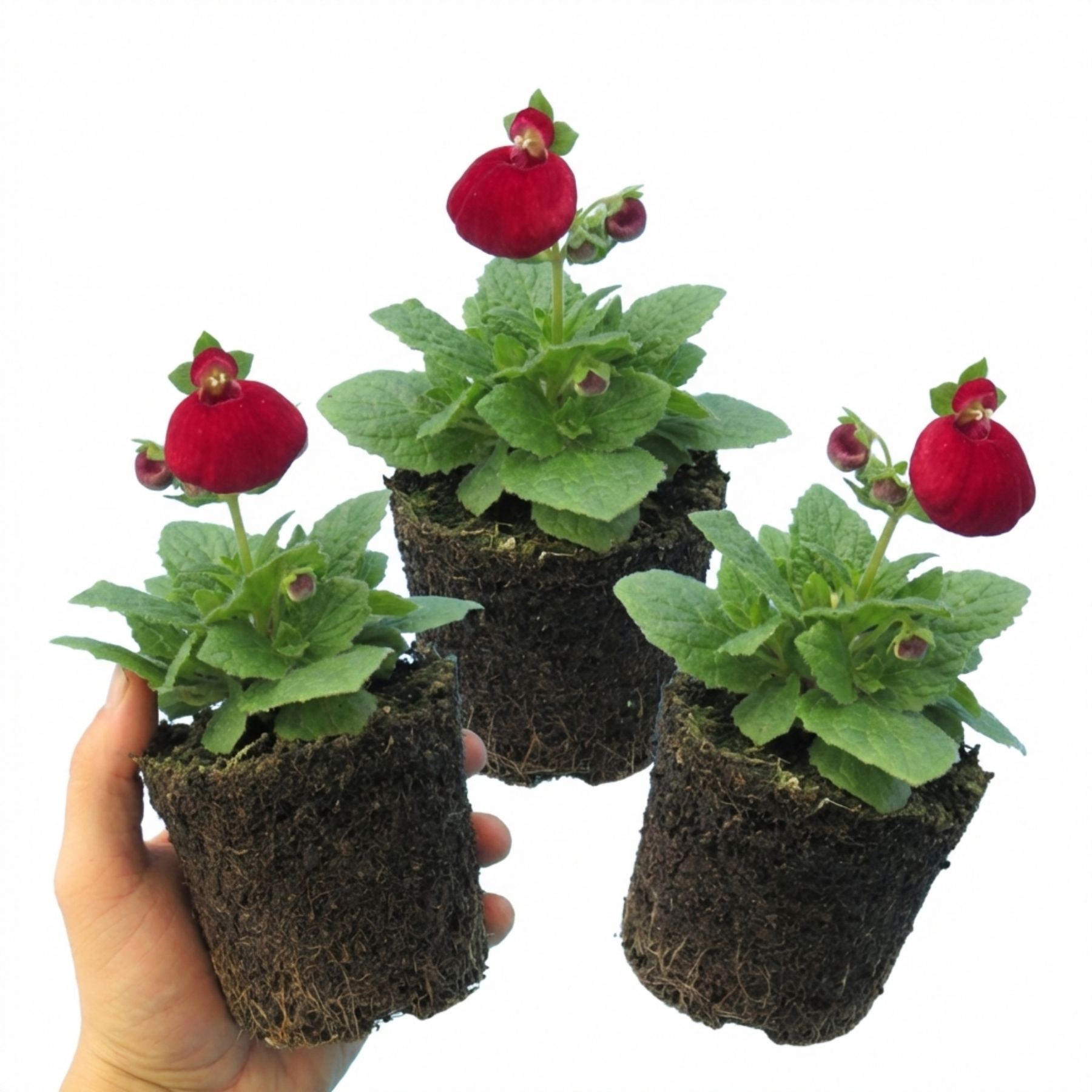 Calynopsis Calceolaria Calynopsis ‘Ruby’, Ready to Plant – Hope Plants Ltd