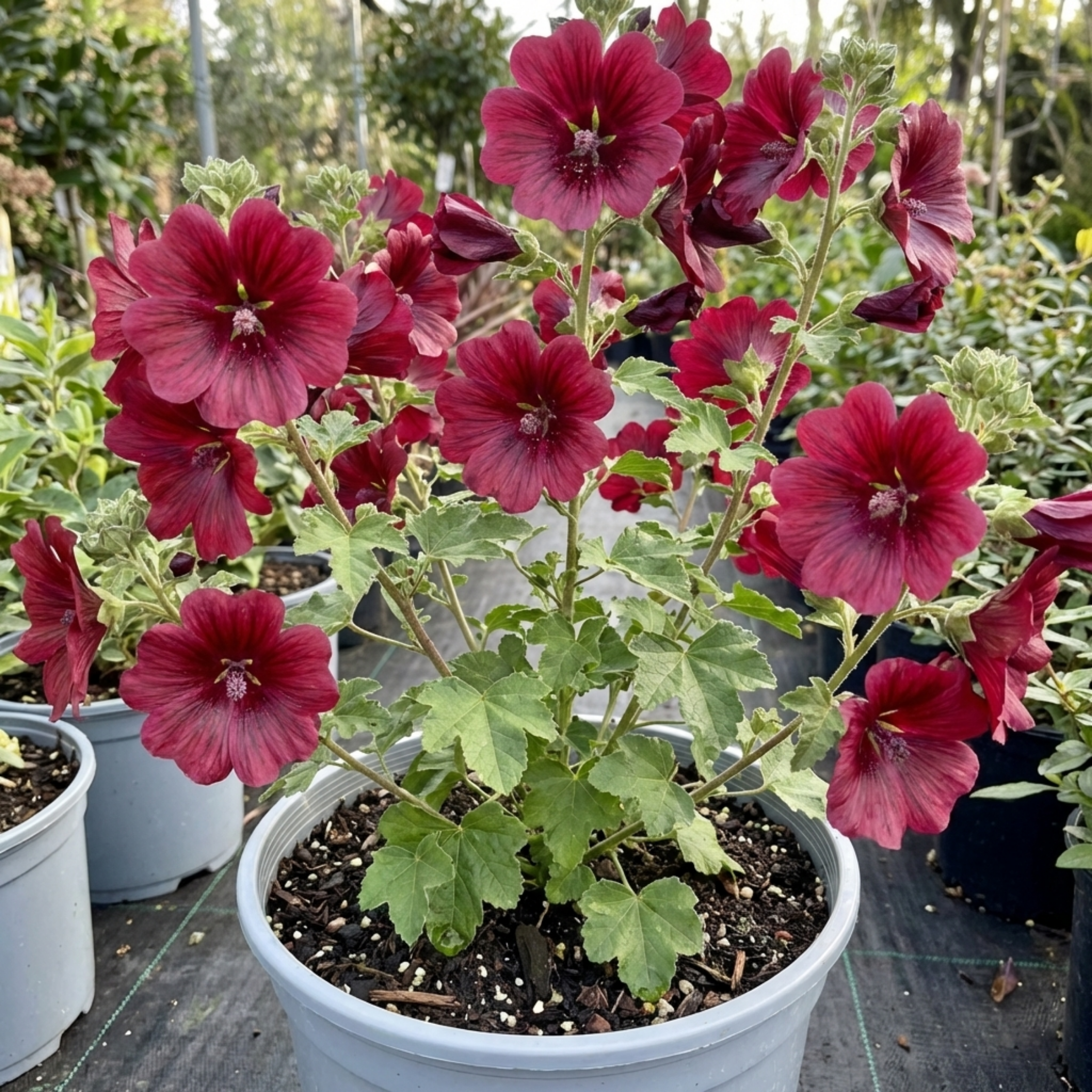Lavatera Burgundy Wine Tree Mallow, Hardy Perennial Flowering Shrub fo ...