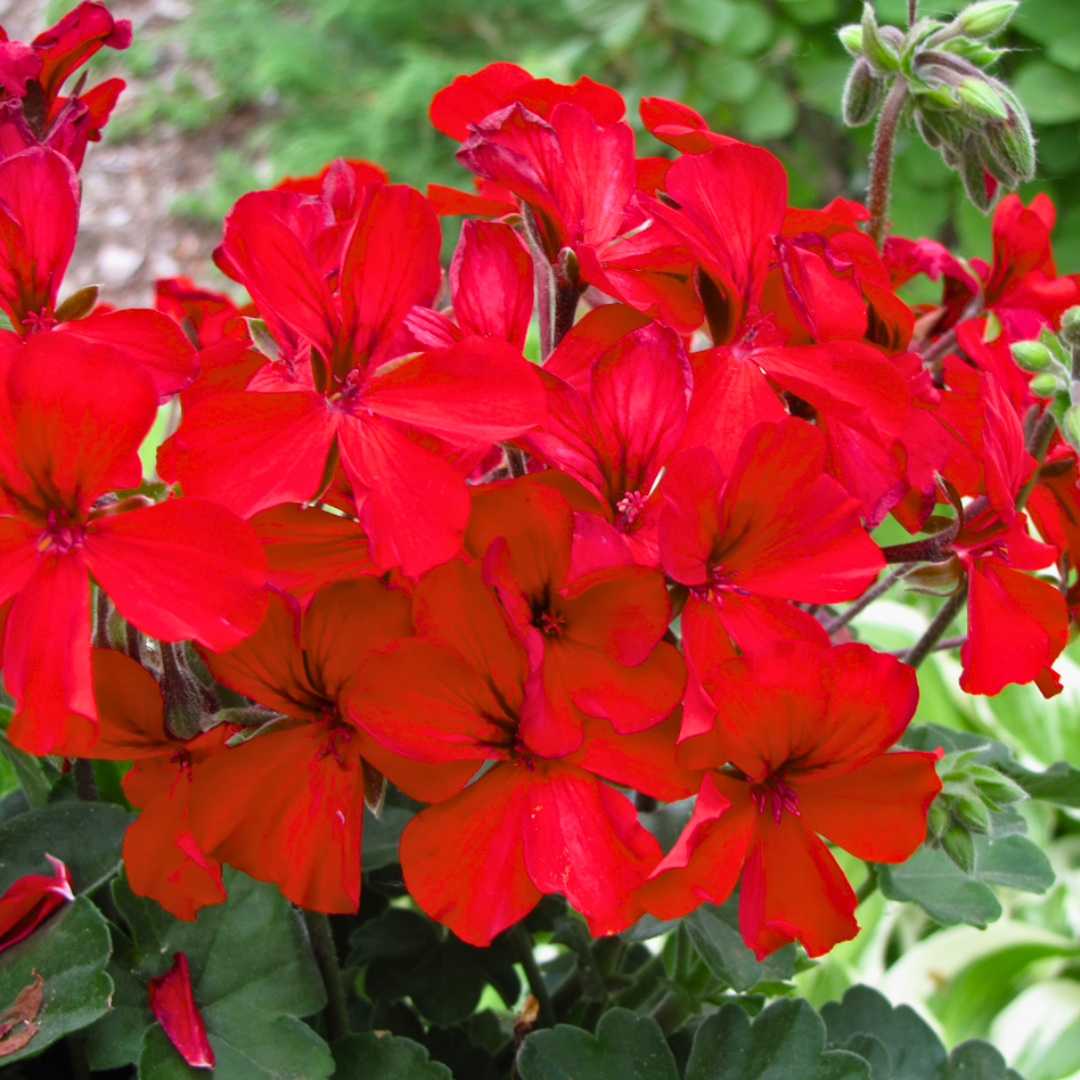 Geranium Calliope Landscape Fire, Ready To Plant In Your Garden – Hope ...