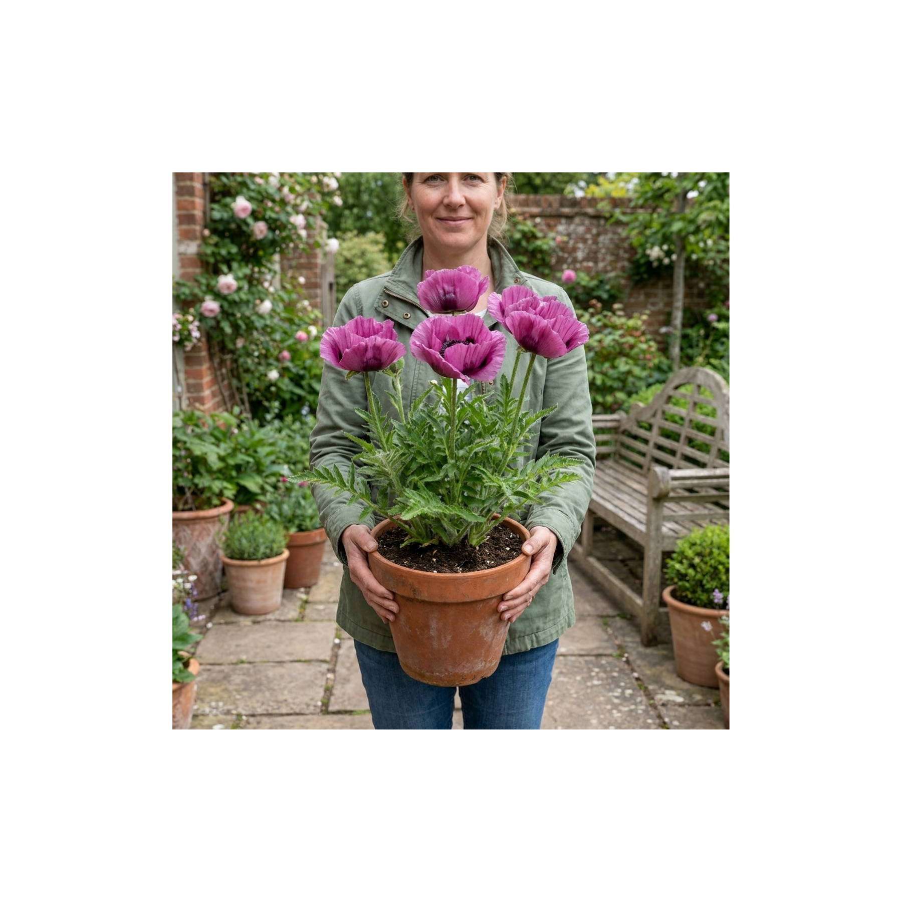 Papaver Orientale Waltzing Mathilde, Summer Flowering Hardy Perennial ...