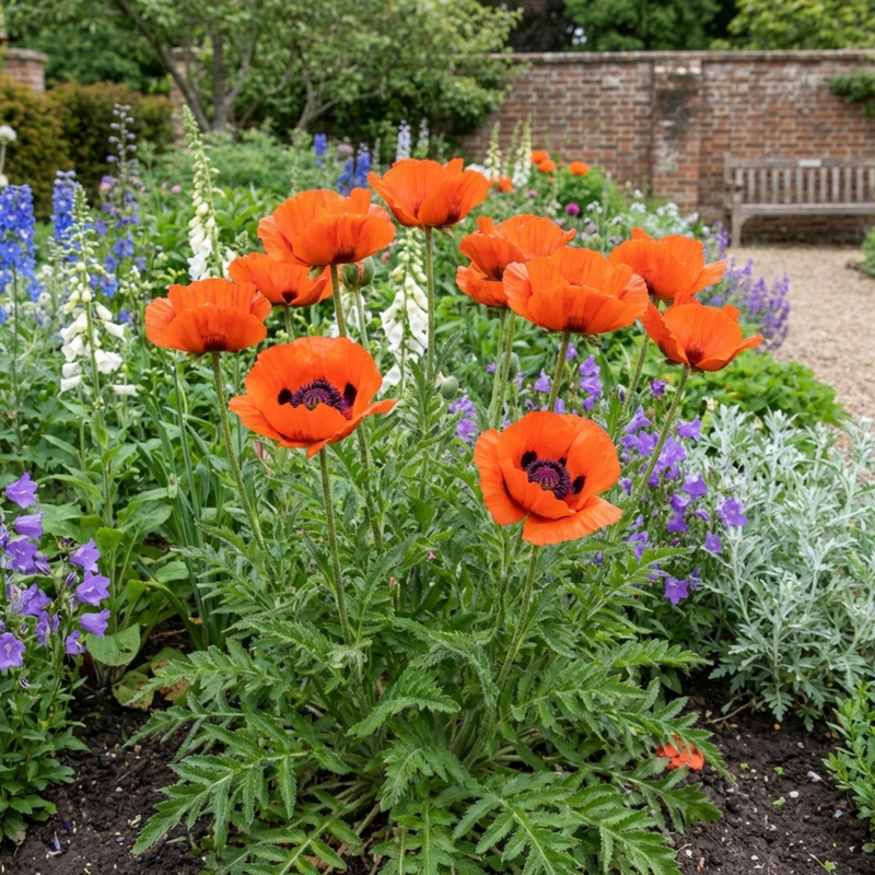 Papaver Orientale Brilliant Red Poppy Plants, Hardy Perennial, Outdoor ...