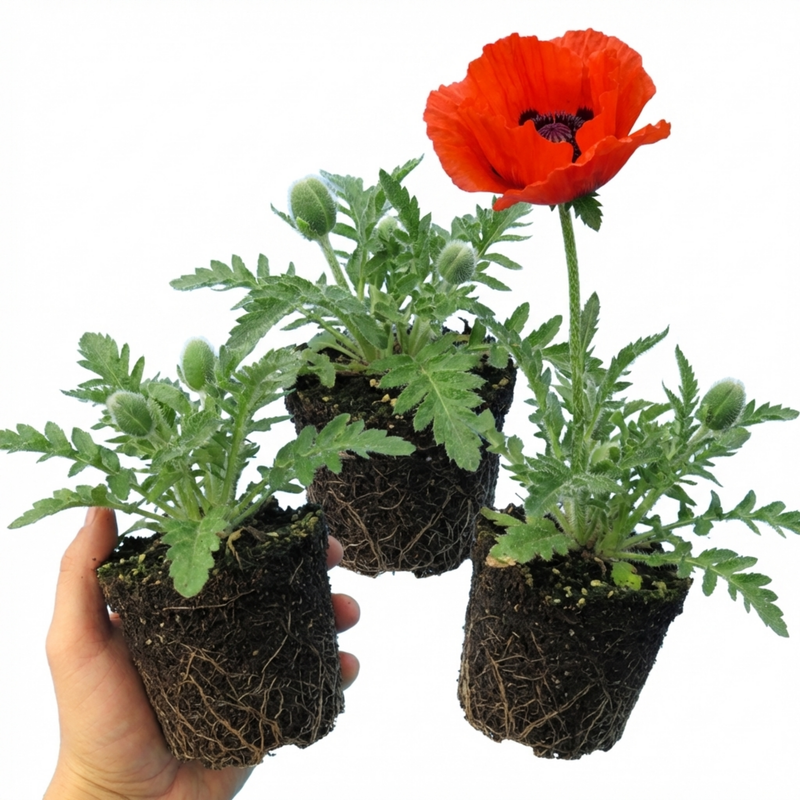 Papaver Orientale Brilliant Red Poppy Plants, Hardy Perennial, Outdoor ...