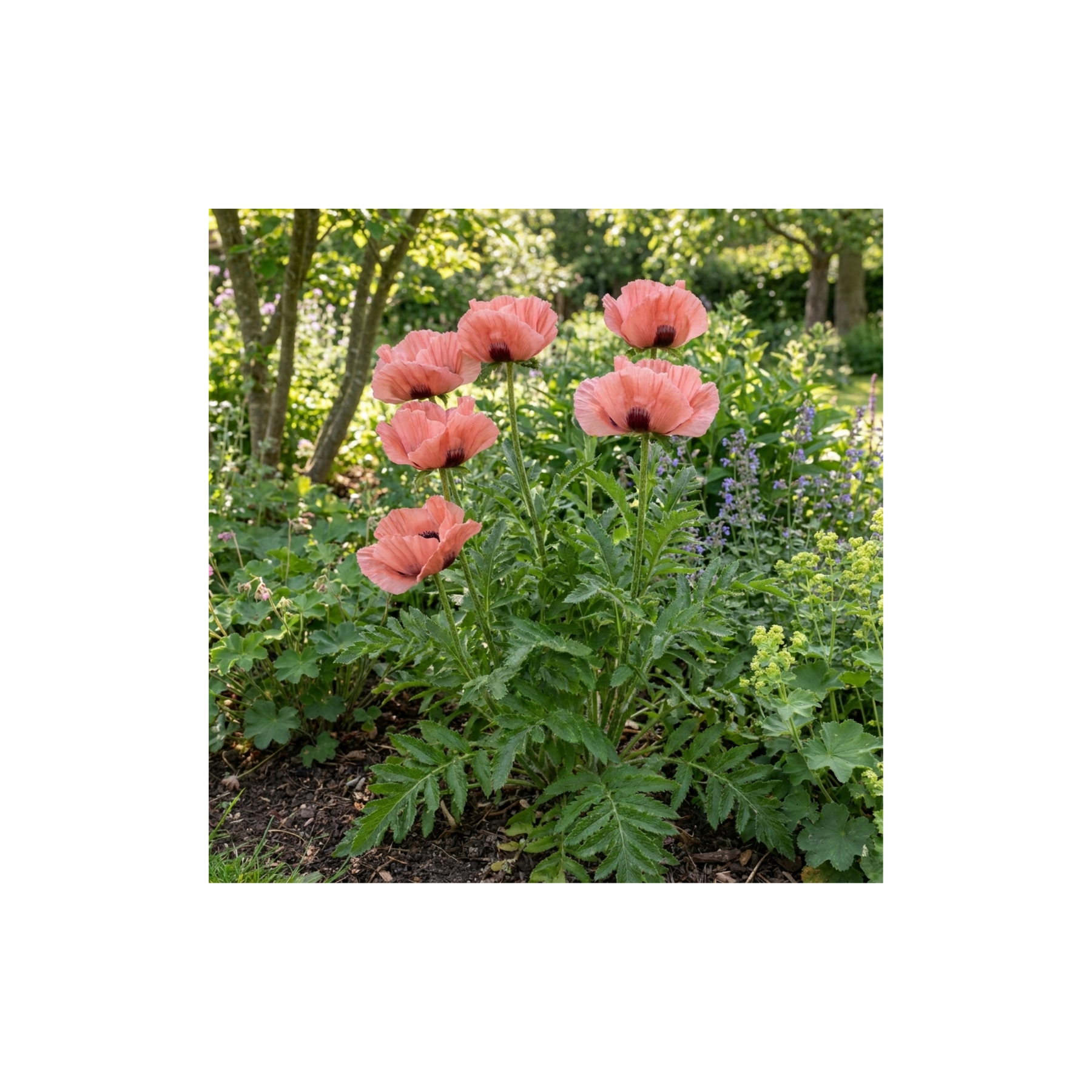 Papaver Orientale Waltzing Mathilde, Summer Flowering Hardy Perennial ...