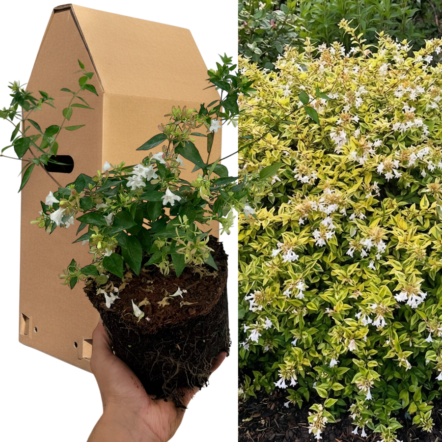 Abelia Francis Mason – 1x Large, Outdoor Garden Ready Plant. Supplied –  Hope Plants Ltd