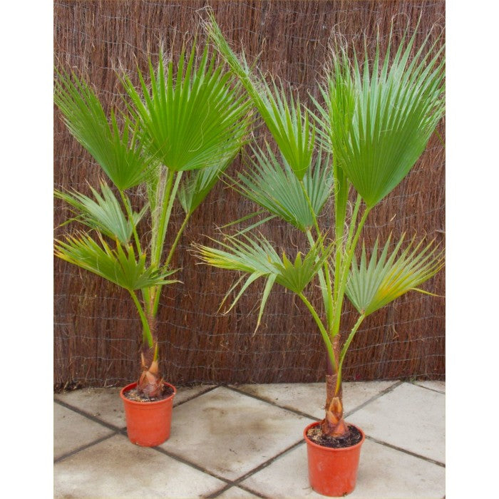 Pair of Giant Hardy Mexican Fan Palm - Washingtonia Robusta, 3-4ft tall