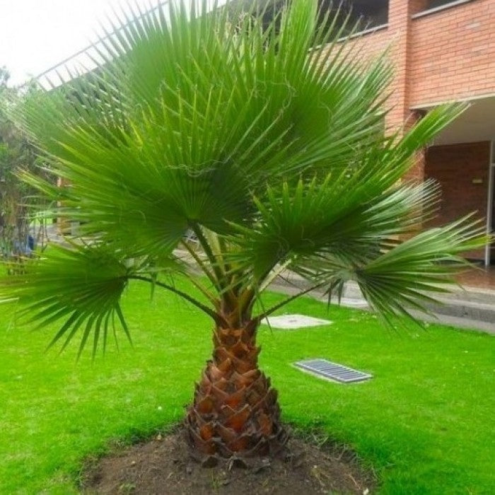 Pair of Giant Hardy Mexican Fan Palm - Washingtonia Robusta, 3-4ft tall