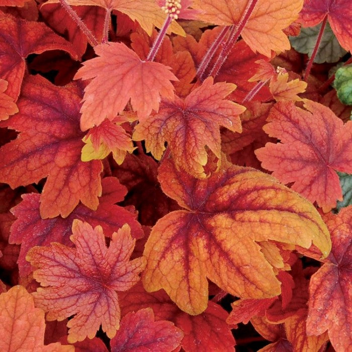 Heucherella Trio - Collection of Sweet Tea, Catching Fire & Leapfrog