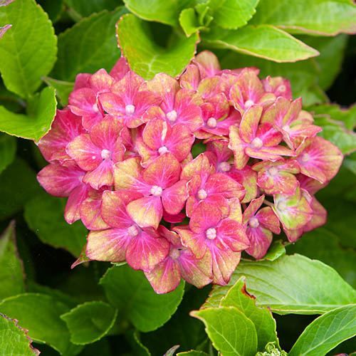 Hydrangea Glam Rock - Hardy Hydrangea Shrub 2.5L