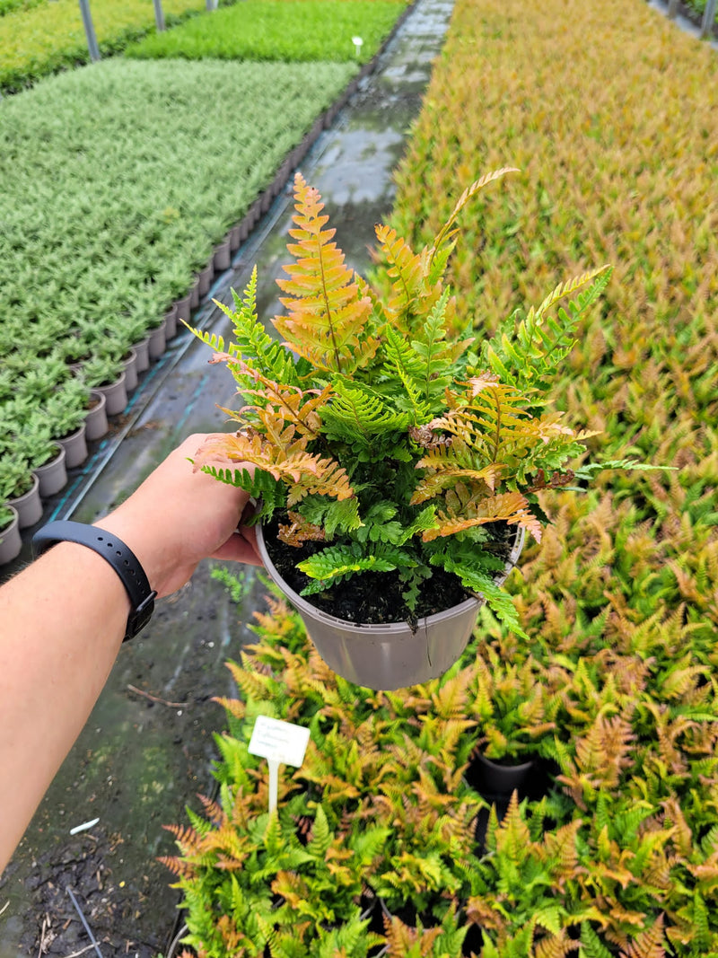 Fantastic Fern Collection - FIVE x 2L Pots in a Mix of Variety