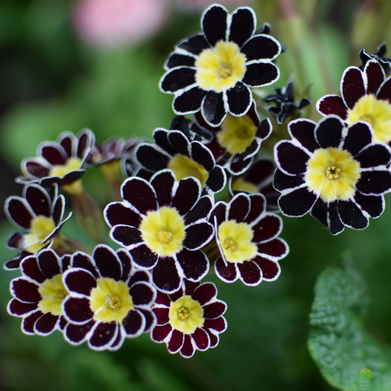 Primula Silver Lace Trio 3x 1L pots