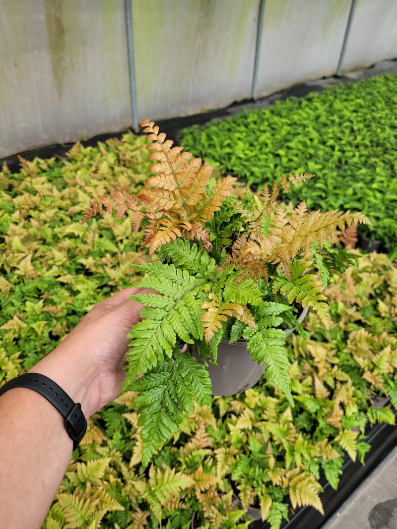 Fantastic Fern Collection - FIVE x 2L Pots in a Mix of Variety