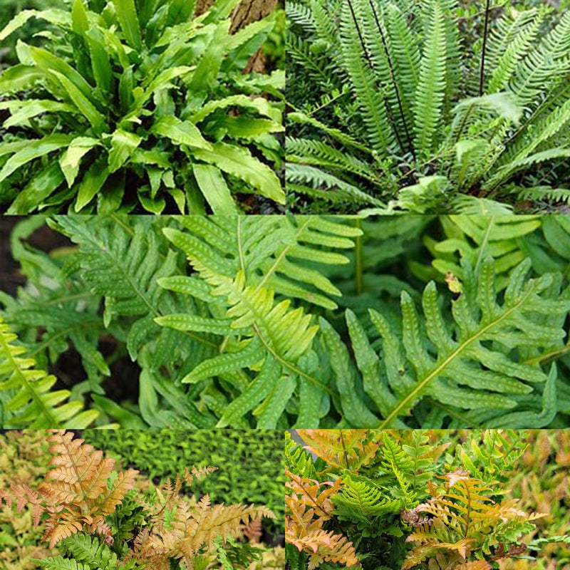 Fantastic Fern Collection - FIVE x 2L Pots in a Mix of Variety