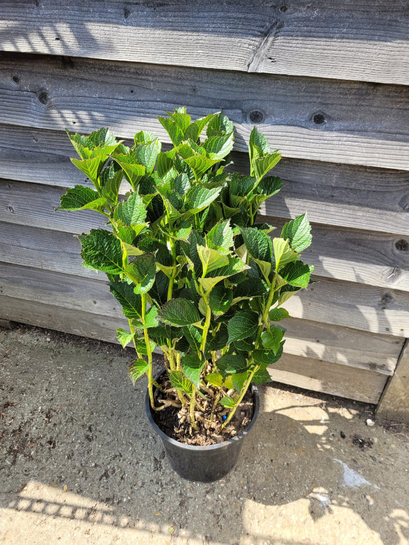 RESCUE - Giant Hydrangea Mop-head Pink Ruby XXXL 10L