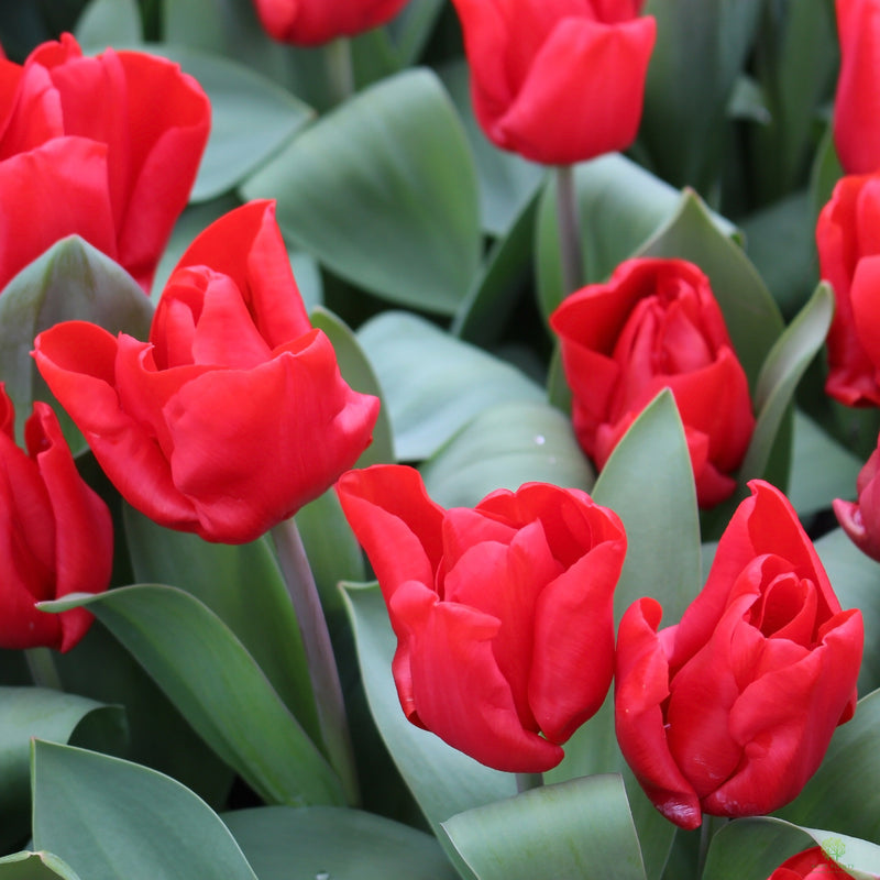 Rescue - DUO Tulip Red Riding Hood 6 Pack