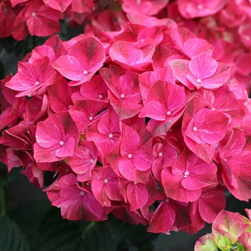 RESCUE - Giant Hydrangea Mop-head Pink Ruby XXXL 10L