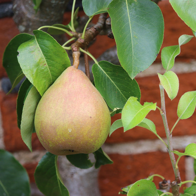 Fruit Tree Pear Doyenne du Comice 7.5L