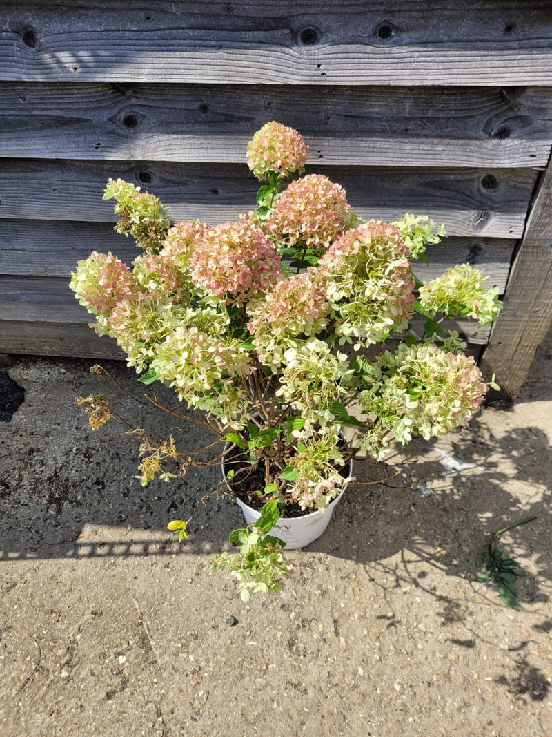 RESCUE - Jumbo Hydrangea Paniculata Little Lime 7.5L