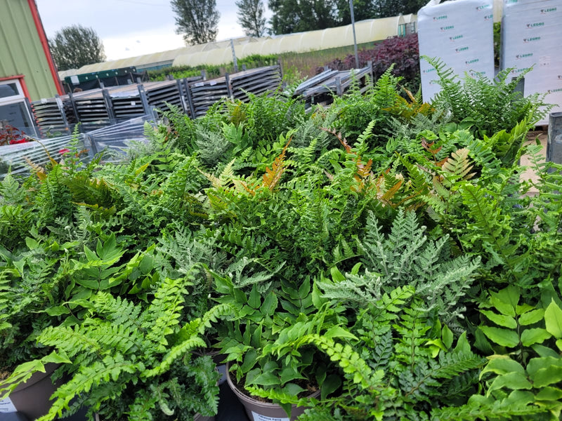 Fantastic Fern Collection - FIVE x 2L Pots in a Mix of Variety