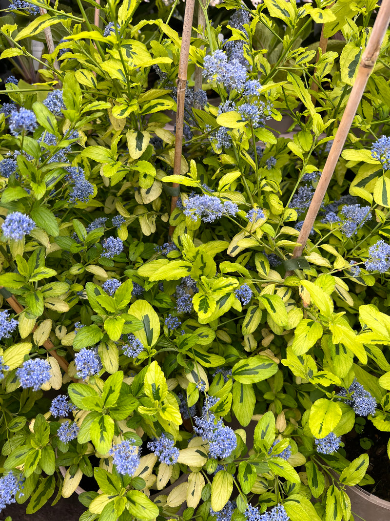 Rescue - DUO Ceanothus Mix - 2 x 3L Pots