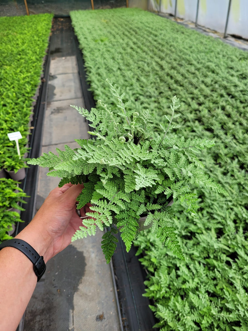 Fantastic Fern Collection - FIVE x 2L Pots in a Mix of Variety