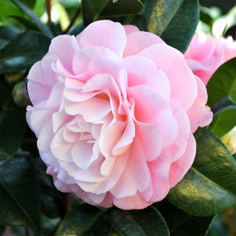 Promotion - Camellia japonica Nuccios Cameo - 3 x 1.5L Pots