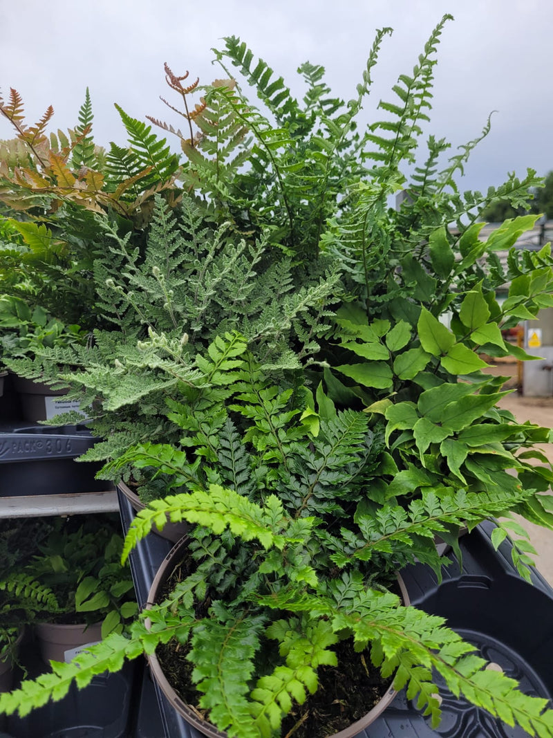 Fantastic Fern Collection - FIVE x 2L Pots in a Mix of Variety