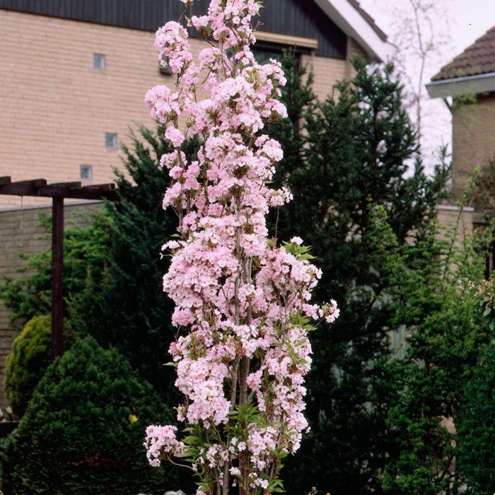 Flowering Cherry - Japanese Flag Pole Cherry Tree 150cm-200cm tall