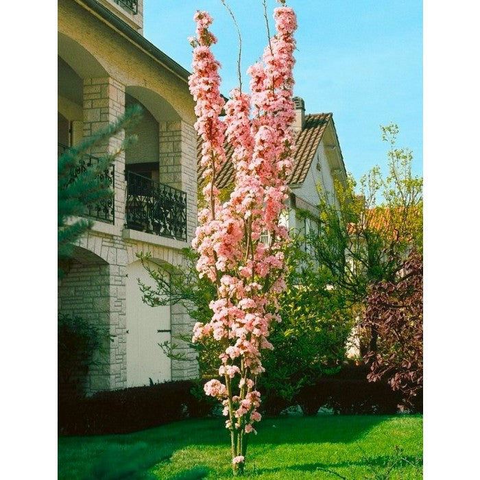 Flowering Cherry - Japanese Flag Pole Cherry Tree 150cm-200cm tall