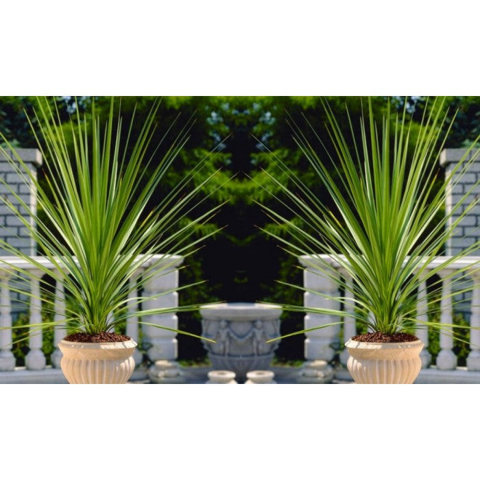 Pair of LARGE Cordyline australis Verde - Hardy Green Torbay Palm - Circa 80-120cm tall
