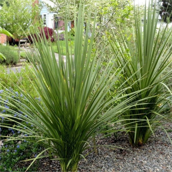 Pair of LARGE Cordyline australis Verde - Hardy Green Torbay Palm - Circa 80-120cm tall