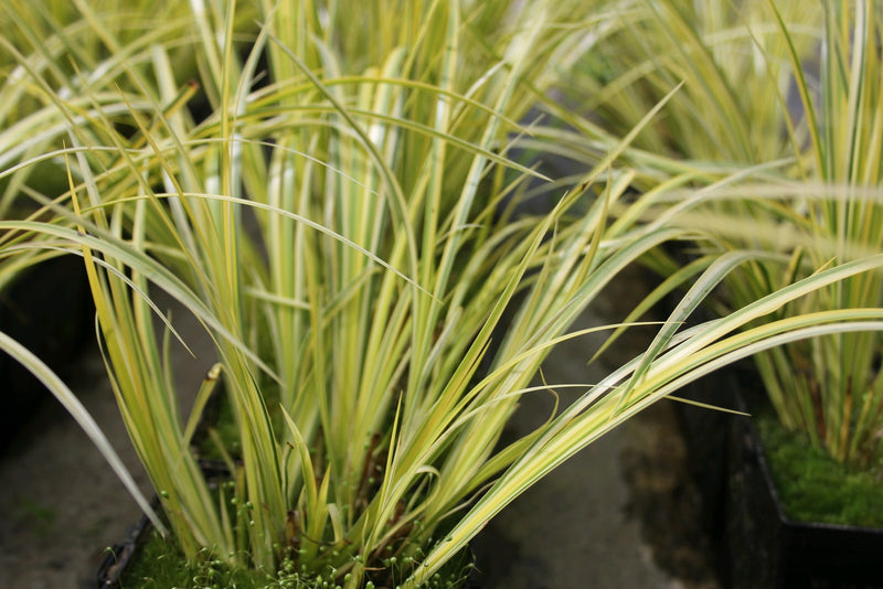 Marginal aquatic plant - Acorus Gramineus Ogon