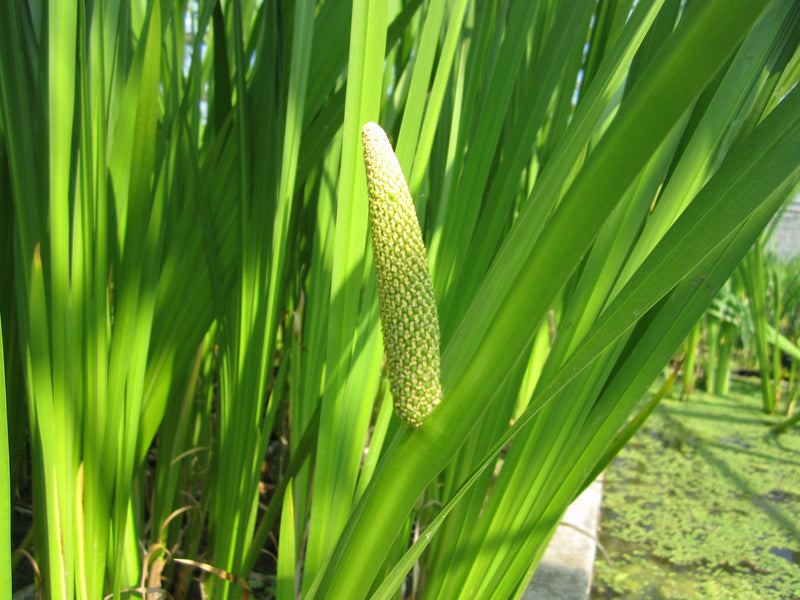 Marginal aquatic plant- Acorus calamus, Sweet Flag