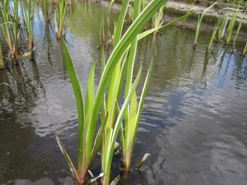Marginal aquatic plant- Acorus calamus, Sweet Flag