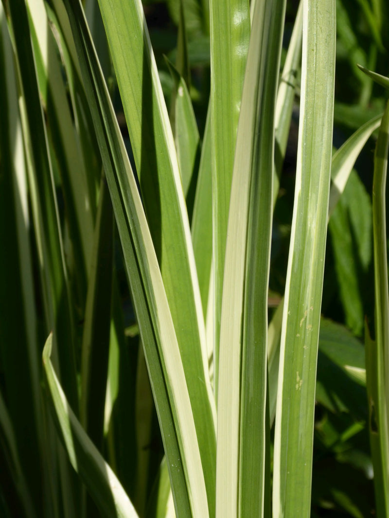 Marginal aquatic plant - Acorus calamus Variegatus