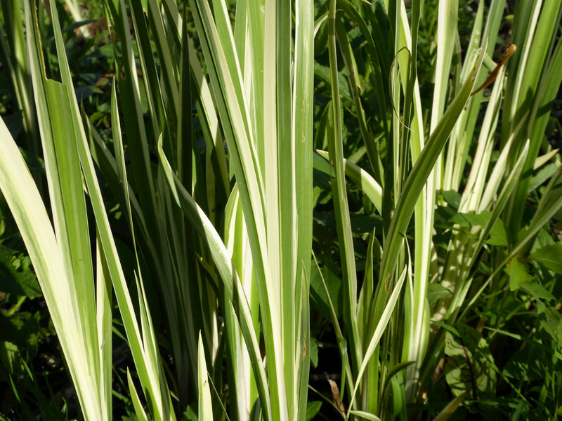 Marginal aquatic plant - Acorus calamus Variegatus