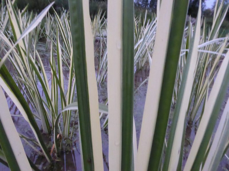 Marginal aquatic plant - Acorus calamus Variegatus