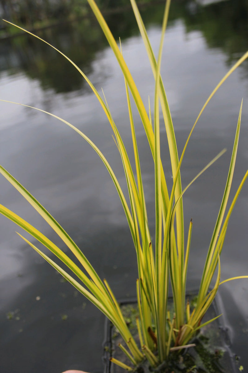 Marginal aquatic plant - Acorus Gramineus Ogon
