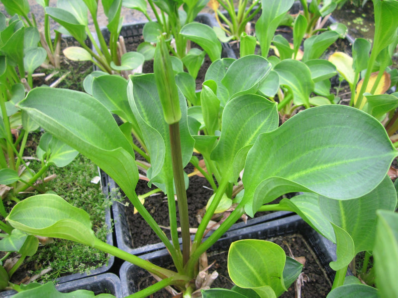 Marginal aquatic plant - Alisma Parviflorum