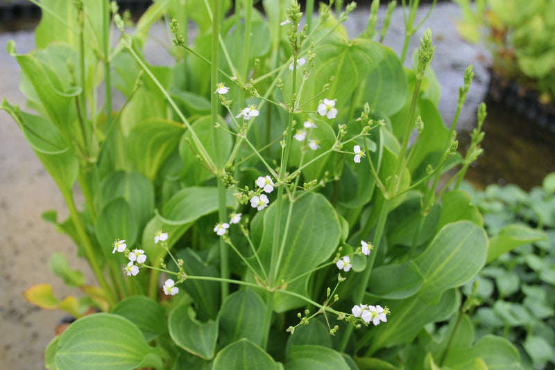 Marginal aquatic plant - Alisma Parviflorum