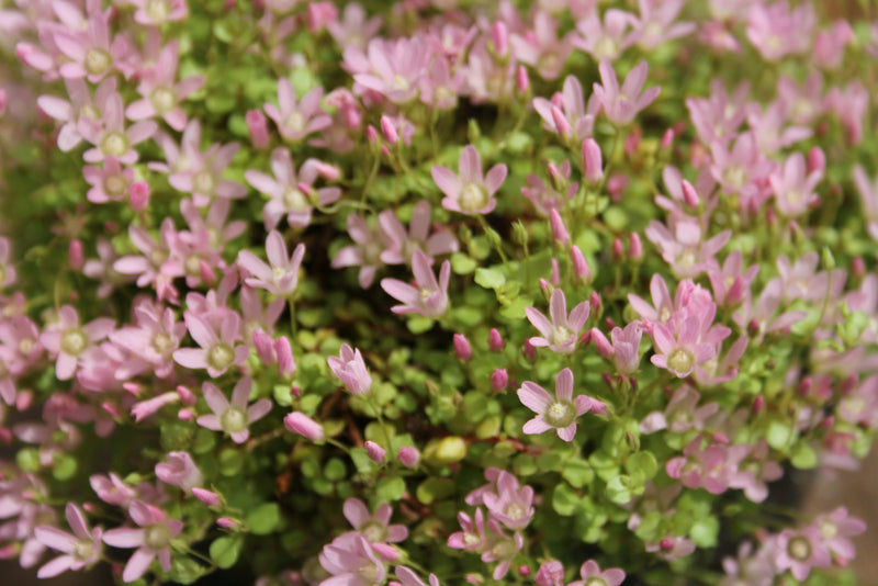 Marginal aquatic plant - Anagallis Tenella