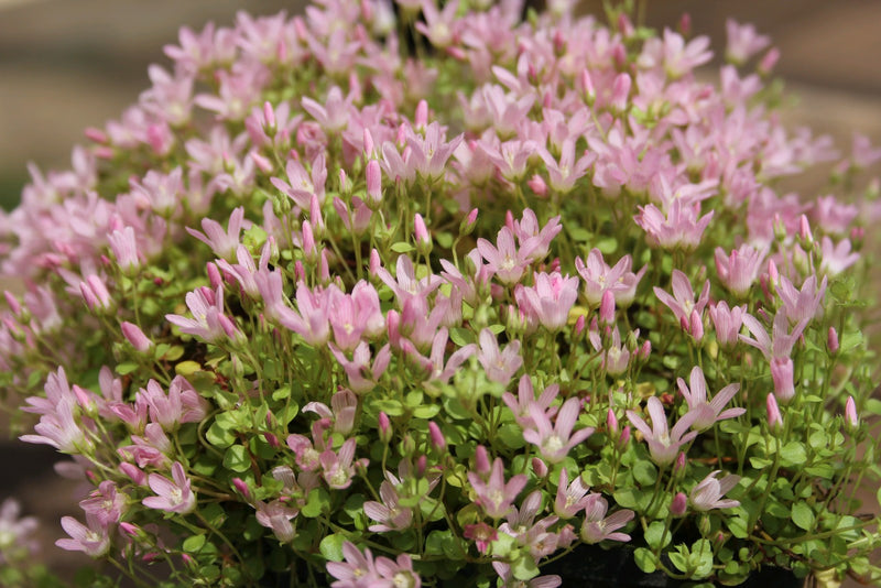 Marginal aquatic plant - Anagallis Tenella